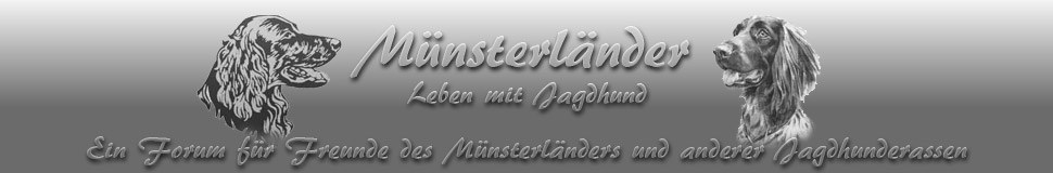 Muensterlaender-Jagdhund